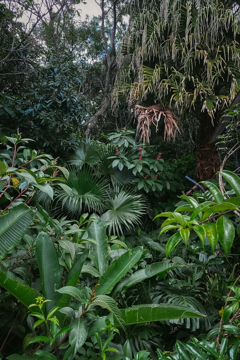 Finca Rosa Blanca Grounds