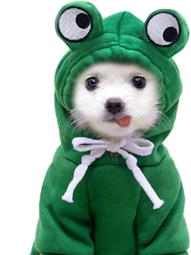 10 Last-Minute Pet Costumes From Amazon